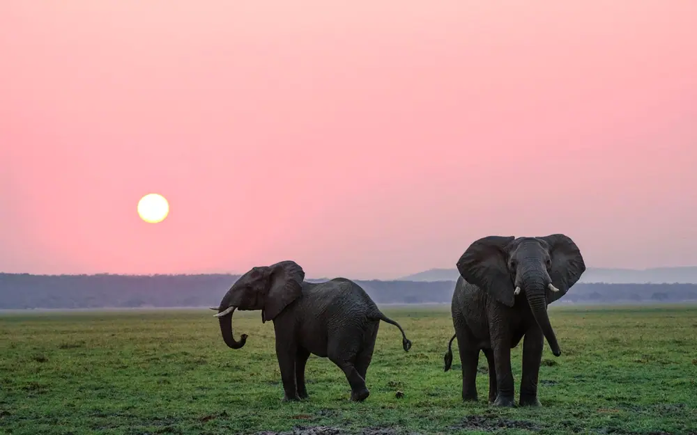 Elephants Amboseli Kenya