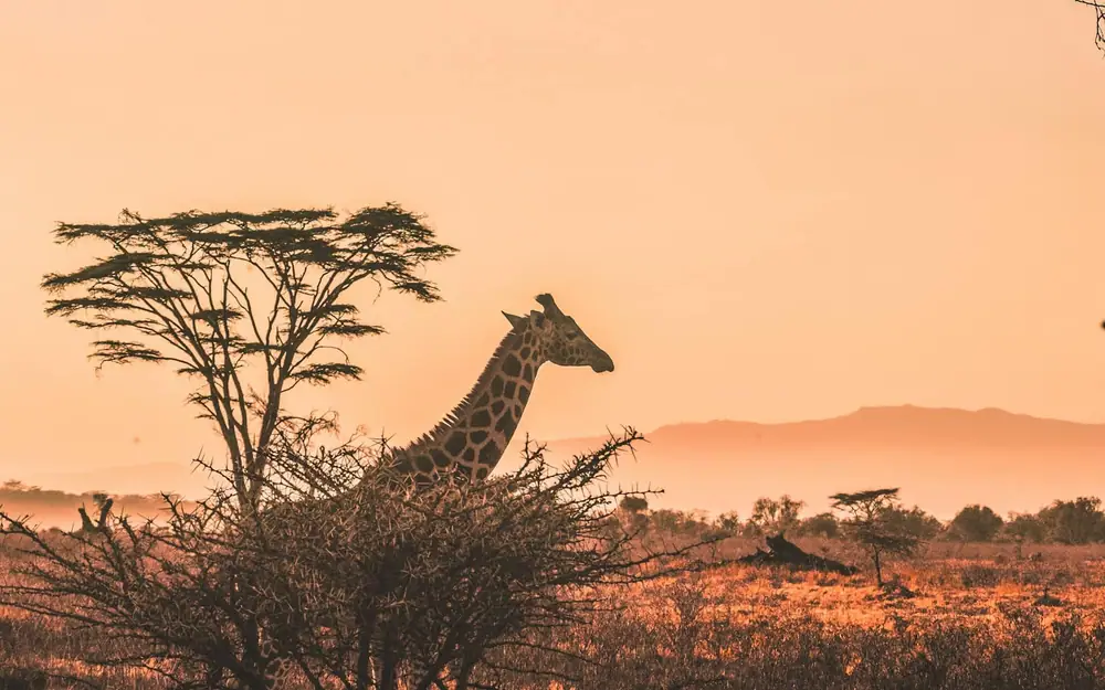 Safari trip film poster
