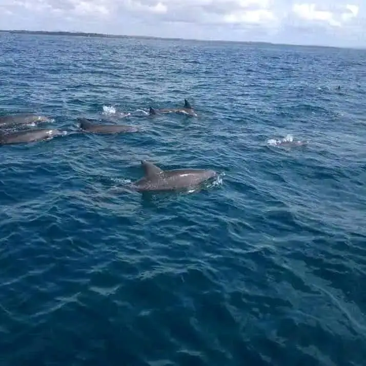 Kenya coastal lagoon