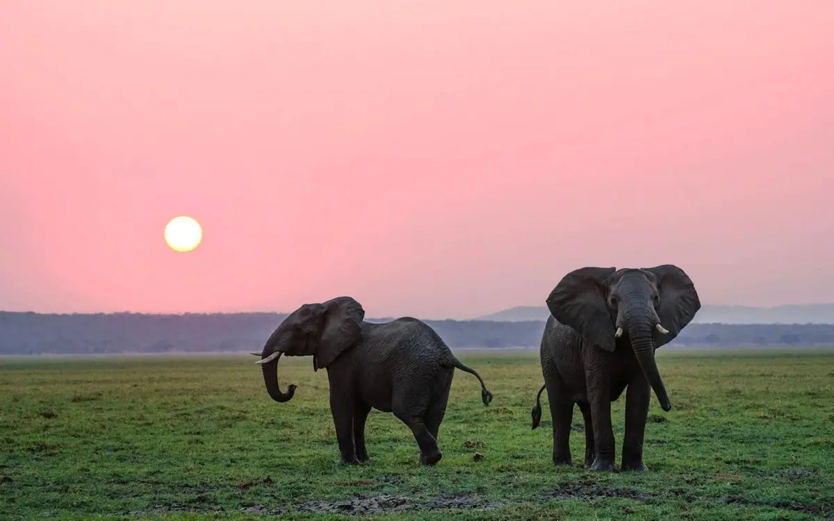 Amboseli elephants Kenya