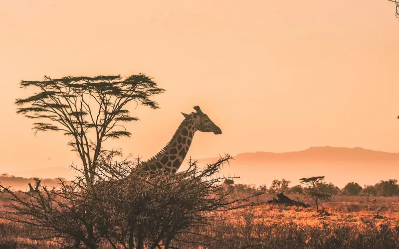 Maasai Mara safari package Kenya