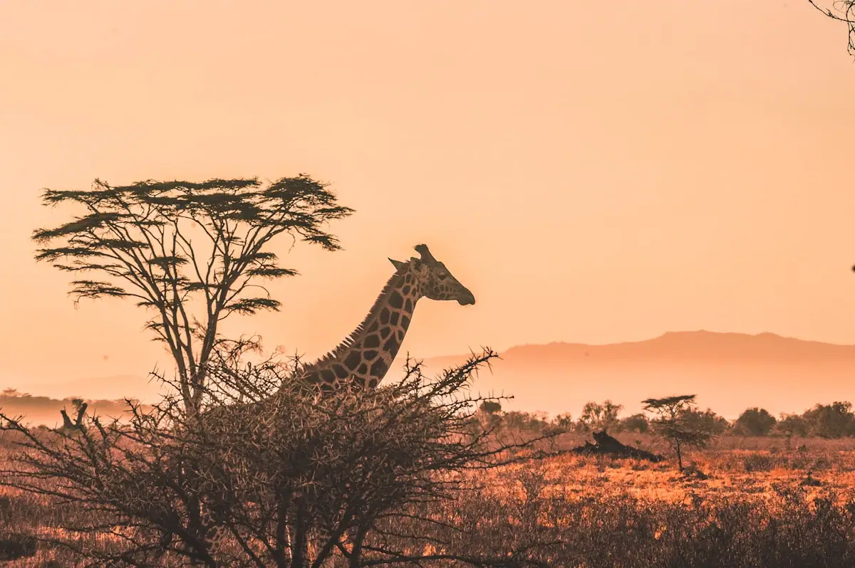 Safari vehicle in Kenya